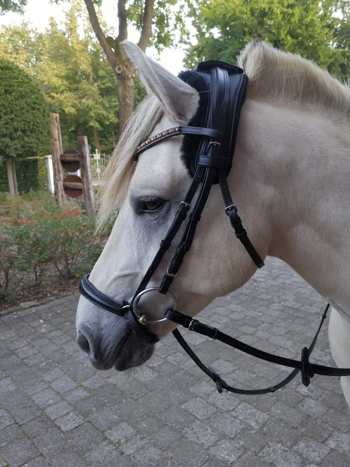 equigetic Poll – Bild 9