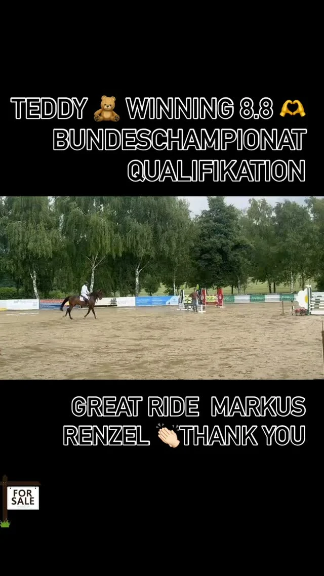 Teddy 🧸 alias Chiquetto winning today 8.8 the 1.25m Bundeschapionat Qualification for 6years old 🐴
Casall x Chalan 🐴
#bundeschampionat #equestrian #showjumpinghorse #horseforsale #horses #horseshow #holsteiner #springpferd #springreiter #showjumpersofinstagram #showjumperforsale #casall