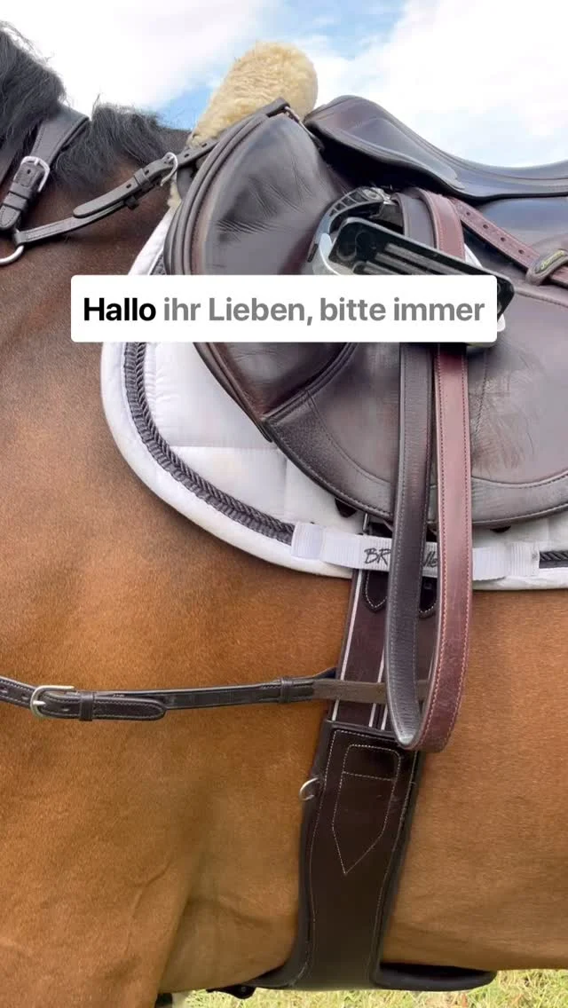 Leider wird viel zu oft zu weit vorne gesattelt. Dadurch entsteht unnötiger Druck auf der Schulter und den ersten Rippen. Darüber hinaus kann es zu Reibung am Gurt im Ellenbogen kommen.
Bitte achtet darauf - eurem Pferd zur Liebe.
#equigetic #equigeticpad #equigeticjump #pferdeliebe #horses #equestrian #springpferd #showjumping #sattel #sattelgurt #springgurt #sattler #schulterfreiheit #gurtlage #besserfuerspferd
