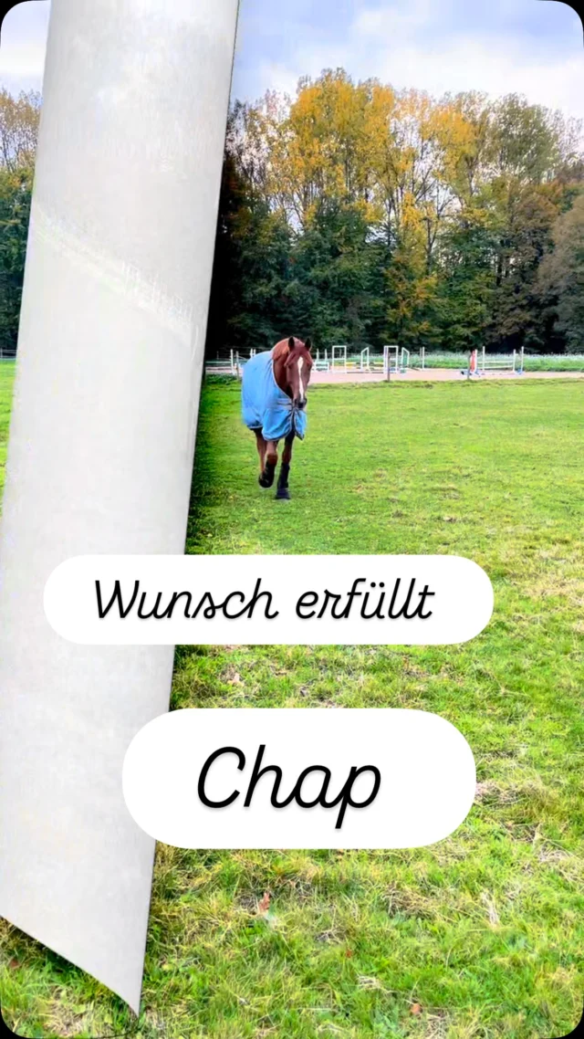 Kennt ihr das? Das Leben ist zu kurz - kauft das Pferd - mach die Reise ! 
Hier ist meine Wunsch Erfüllung: Chap 🐴❤️
Vernünftig? 
Glücklich ! 🥰
#equigetic #lifeistoshort #wunscherfüller #lieblingspferd #herzensdieb #horses #pferdeliebe #nevertoold #dreamcometrue