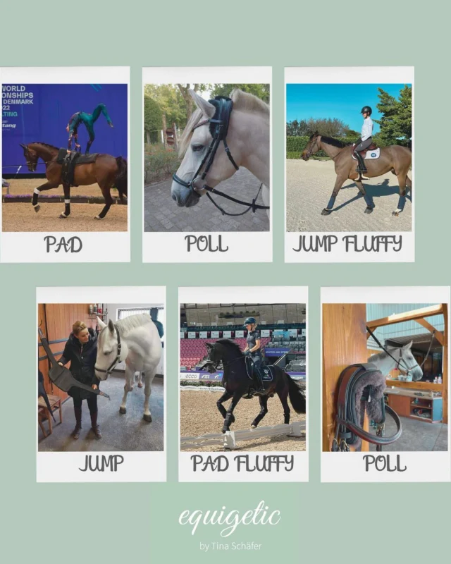 These beautiful things that we have got - for your Horse 💞 
Unsere Produktfamilie von Equigetic 🐴 aus Liebe zum Pferd und weil wir fest daran glauben dass ohne Druck alles besser geht ☺️
www.equigetic.com 
#equigetic #equigeticpad #equigeticjump #equigeticpoll #ausliebezumpferd #reitsport