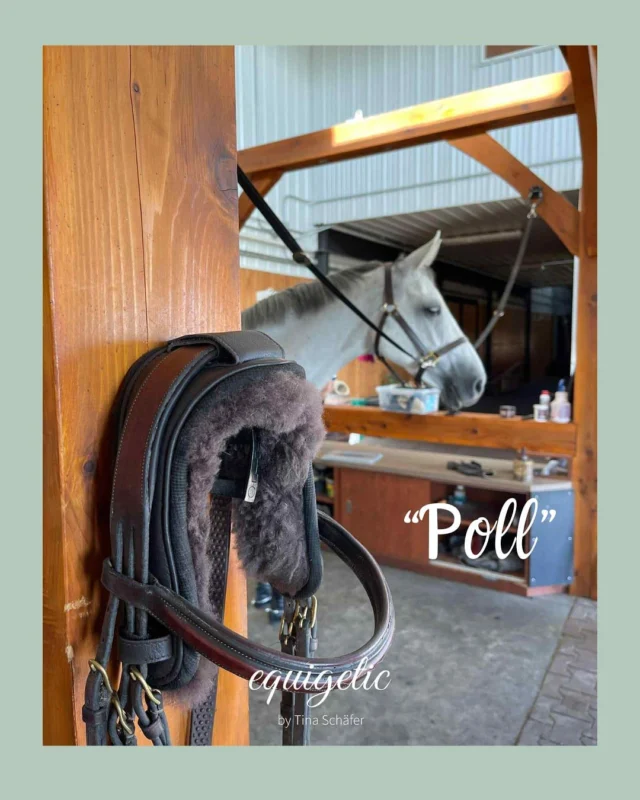 Unser equigetic Poll sorgt für eine deutlich angenehmere Druckverteilung im Genick. Herausragende Erfolge zeigt  die Polsterung am Kiefergelenk, die den Pferden/Ponys sichtlich hilft besser abzukauen und Stress zu lindern. Auch Verspannungen und Blockaden in der HWS können mit dem equigetic Poll verbessert werden. 

Im Shop findet ihr die equigetic Polls in braun und schwarz, in den Größen Warmblut und Pony/Fohlen

#equigetic #equigeticpoll #pferdeliebe #genickschoner #trense #halfter #pferde #equestrian #genickschonend