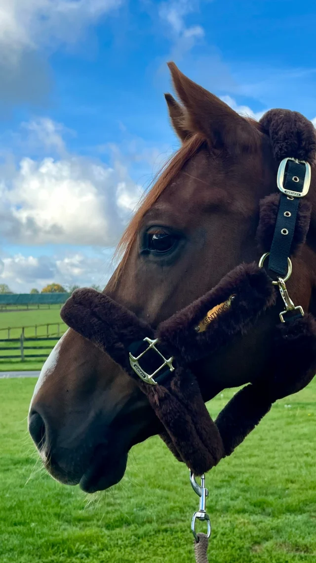 Dieses Jahr habe ich mir das beste Geschenk selber gemacht ❤️🐴😁 
 Ich freuen mich auf 2026 🥰 das Jahr des Pferdes 👍

#equigetic #equigetichunter #equigeticpoll #pferdemädchen #niezualt