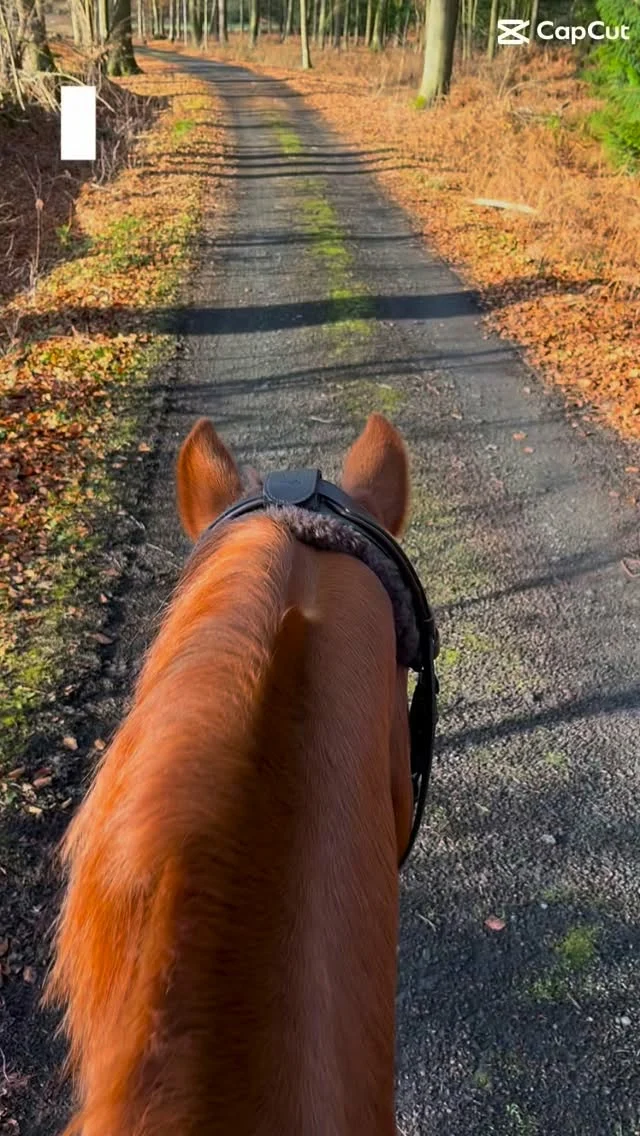 Sonnige Grüße am Samstag 🐴💞☺️🦊
Unsere Pferde haben das Equigetic  an Halfter und Trense. Es nimmt den Druck speziell vom Kiefergelenk und fördert die Entspannung im Genick beim Reiten. Ohne Druck geht eben alles besser 🫶
 #equigetic #equigeticpoll #equigetichunter #equestrian #pferde
