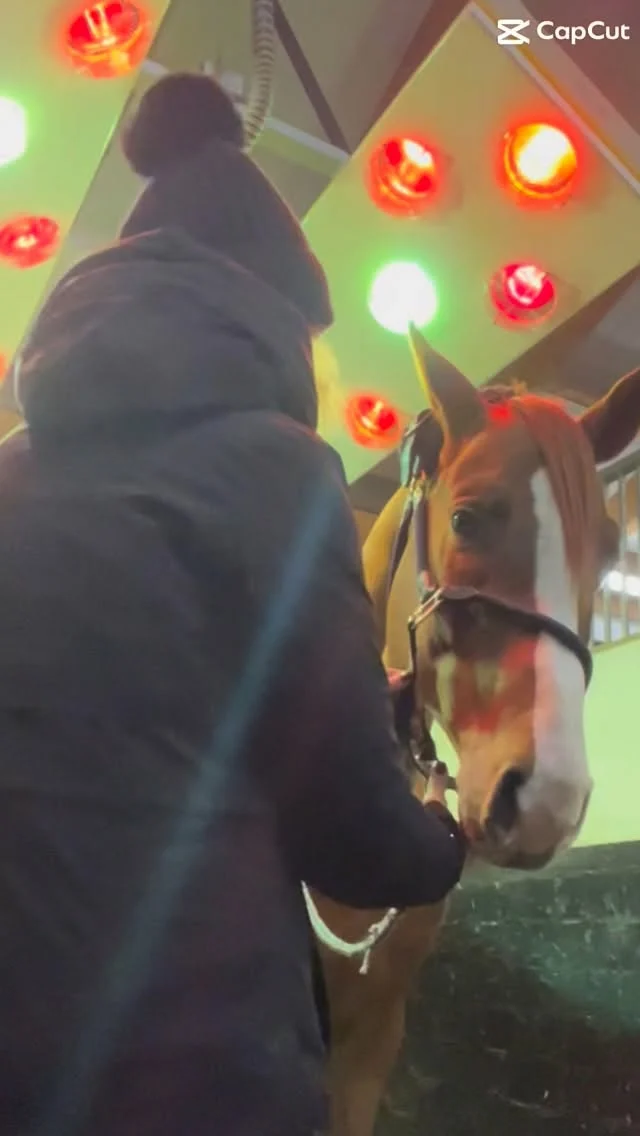 A glimpse of #equigetic on tour 💞
Every treatment is a combination of patience, experience, feel,trust and understanding for each horse or pony. 

#pferdeliebe #lovemyjob #horsetherapist #pferde