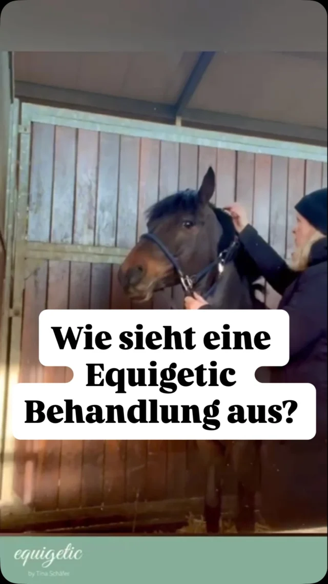 Hallo- heute nehme ich euch mal mit zu einer Behandlung im Zeitraffer. Es ist nur ein Ausschnitt, aber verrät schon einiges über meine Arbeit. 💞🐴

Hi - here you can watch an equigetic Treatment. A Pony which turns from tens and sceptic to relaxed and grateful 💞🐴

#equigetic #equestrian #pferdephysiotherapeutin #pferde #pferdephysio