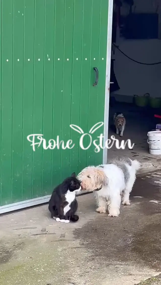 Happy Easter 🫶🌷 from the equigetic Family 

Everyone helped looking for easter eggs this Morning and our Senior Micky (30) found his right away 🥰🫶🐴

#easter #equigetic #pony #ostern #eiersuche