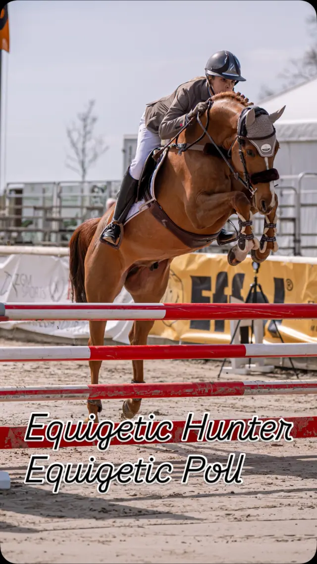 Equigetic Poll und Equigetic Hunter Gurt in Aktion @lenklarer_reitertage 
Nach über 12 Jahren Turnierpause bin ich immer noch etwas eingerostet, aber es wird langsam besser und mit Chap 🦊 macht es einfach Spaß 🫶 
Unser Ziel ist es lockere Runden in Springpferde Prüfungen bis 1.10m zu zeigen in den nächsten Wochen, Sicherheit und Gleichmaß zu erreichen und zusammen zu wachsen. 
Was sind eure Ziele für den Start in die neue Saison? 

#equigetic #jungepferde #equestrian #springpferde #turnierpferd
