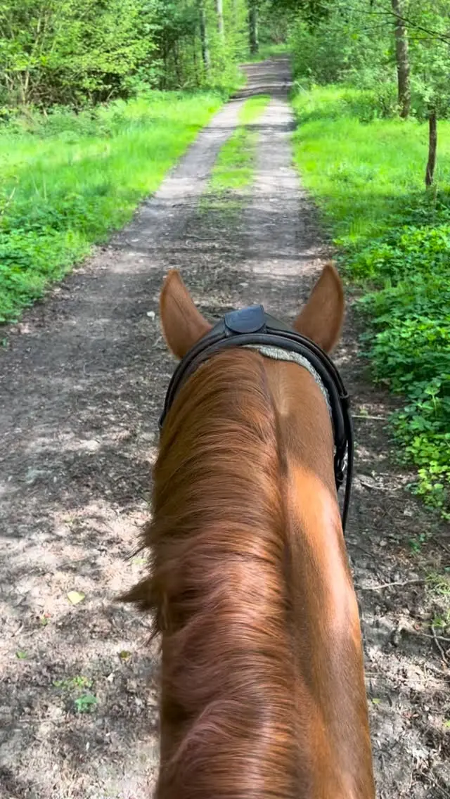 Glück 🍀 🫶🏇🏻

#equigetic #equigeticpoll #ausreitenmachtglücklich #pferd #hund