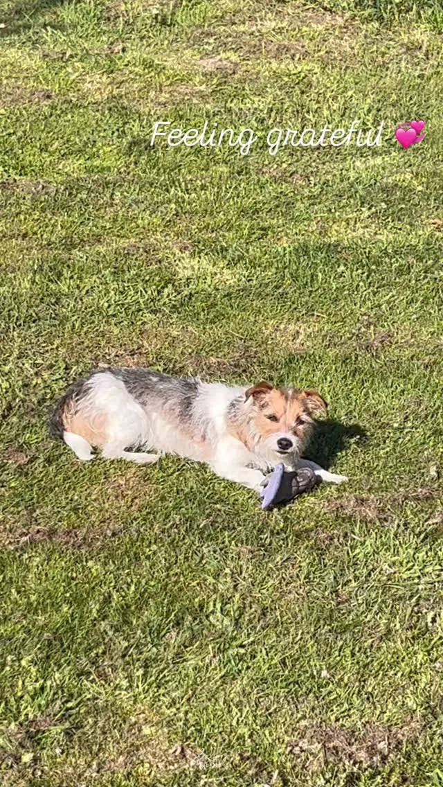 Dankbar für den Frühling und den Moment 💞🐶🫶🐴 
Manchmal tut es gut einfach durchzuatmen und zu sehen wie schön der Moment ist. 

#zuhausefühlen #hofleben #equigetic #pferdeliebe #hundeliebe