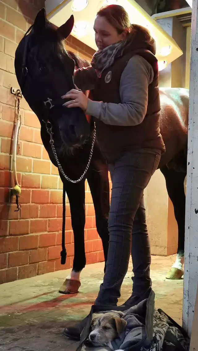 Love this and feel it every time 💞 #Equigetic 

May I introduce these 4 horses that are all so special to me : 
1.Total Hope @deckstationschockemohle 
2. Ben @gerrit_nieberg 
3.American Pharao @coolmoreamerica 
4. Sunday at the Beach @kentuckyderby 

#equestrian #pferde #horselovers #horsesofinstagram