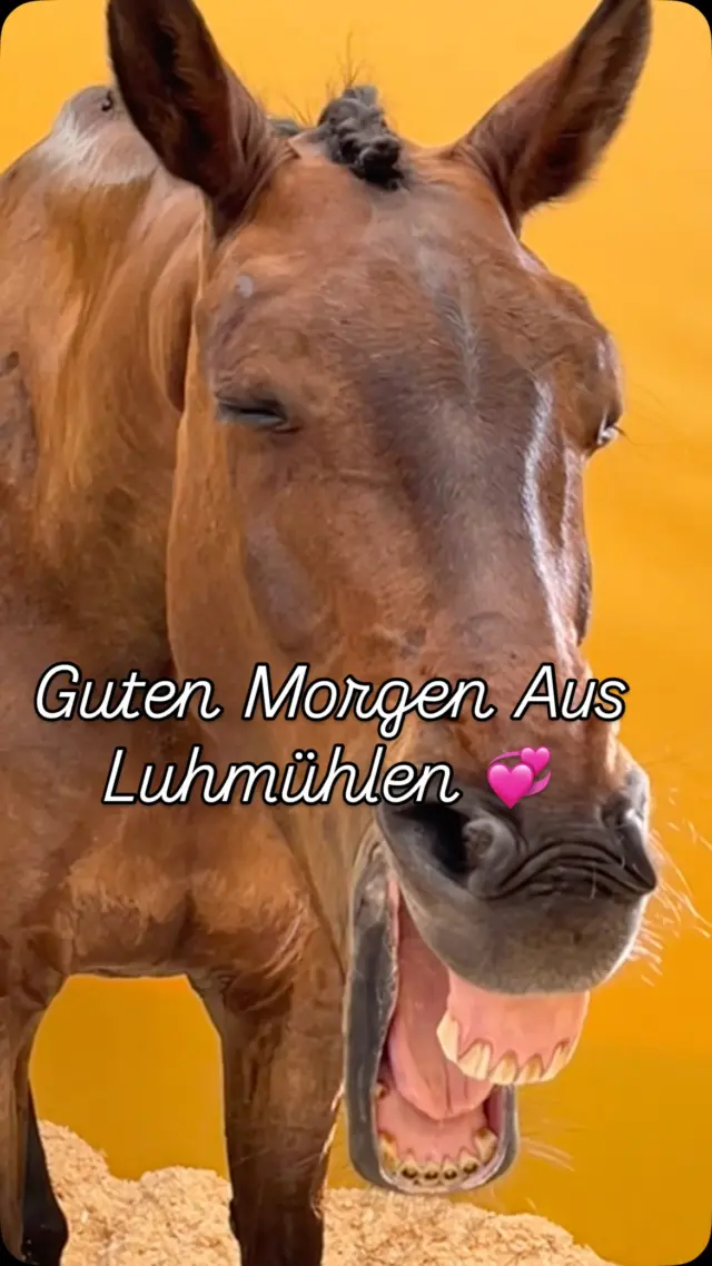 Luhmühlen lässt grüßen 🙋‍♀️ 
Ich bin dieses Wochenende im Doppel-Dienst hier, als Physio für @malin_hansen_hotopp Pferde und mit einer kleinen Auswahl an equigetic Produkten bei meiner Freundin Julia Vossmann @gretaundpaul @scherenmanufaktur_paul #equigetic #longinesevent #vielseitigkeit #luhmühlen