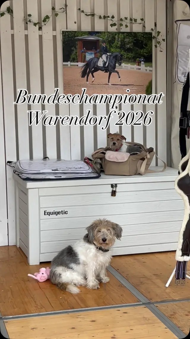 Ab heute sind wir bis einschließlich Sonntag für Euch auf dem Bundeschampionat in Warendorf 👋😁
Wir haben tolle Angebote und neue Produkte für euch dabei und freuen uns auf euch.
#equigetic #bundeschampionat #equestrian #reitsport #sattelgurt