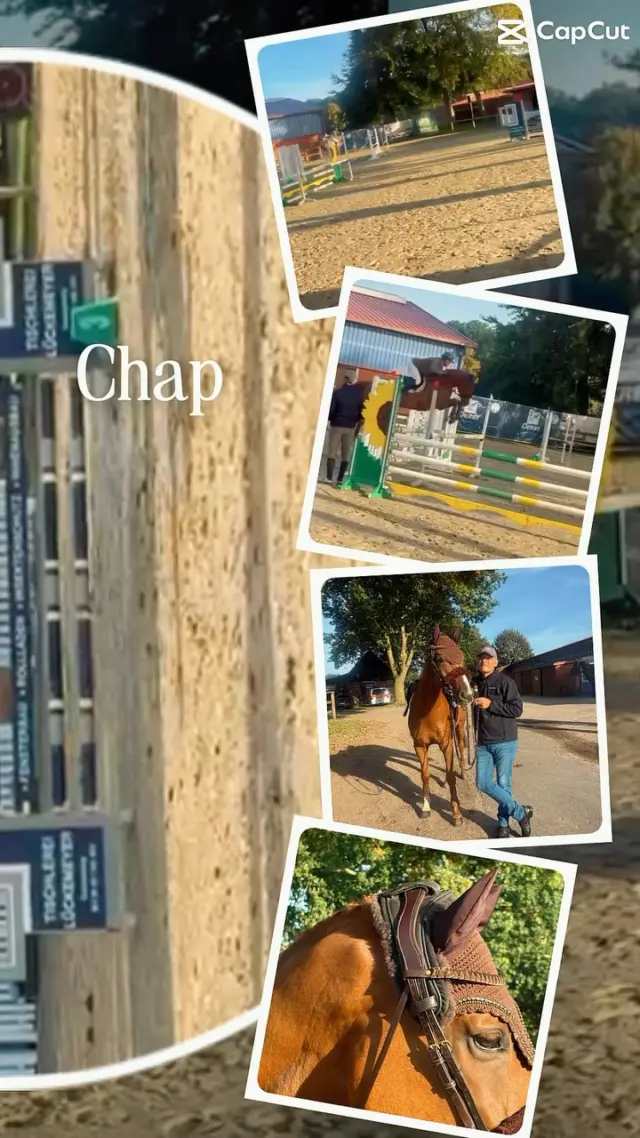 Was ein schöner Start in den Oktober und gleichzeitig ein schöner Abschluss unserer ersten Sommersaison 🫶 
Chap wird 2. in der Springpferde A** mit 8.2 🦊🫶🥰
Mit dem equigetic Hunter Sattelgurt und seinem equigetic Poll 🐴🥰 und dem besten Trainer bioranch an der Seite muss es ja klappen 🤩🫶🙏

#equigetic #equestrian #springpferdeprüfung #pferdeliebe #sattel